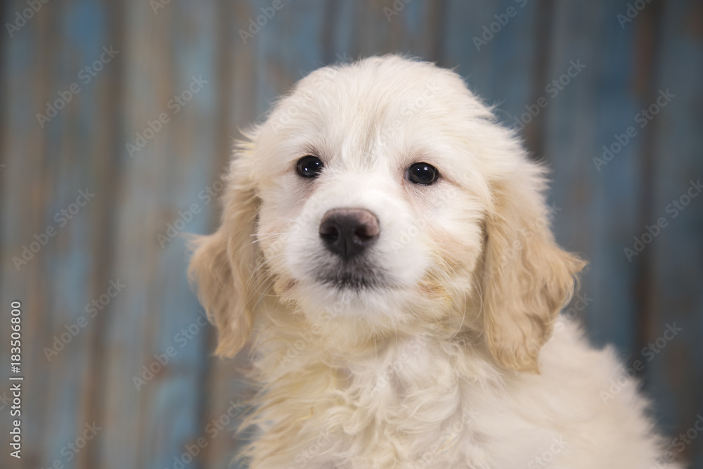 Miniature Goldendoodle with blue wood background