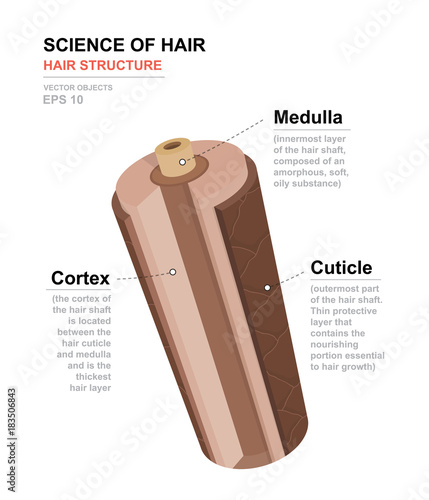 Science of hair. Anatomical training poster. Hair structure. Detailed medical vector illustration
