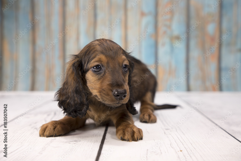 Miniature Dachshund with blue wood background