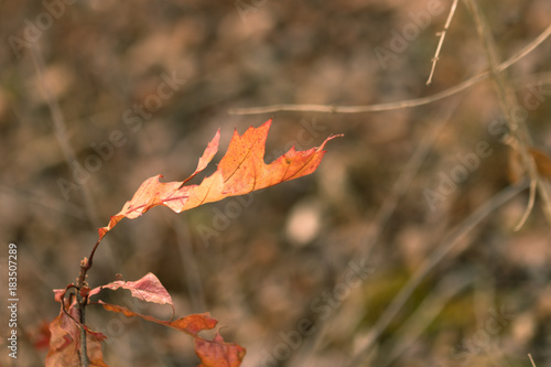 Colorful Fall Leaves with a Blurry Bokeh Background