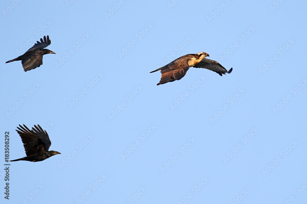 Fototapeta premium Escort. Two crows pursue an osprey in the air on a blue background
