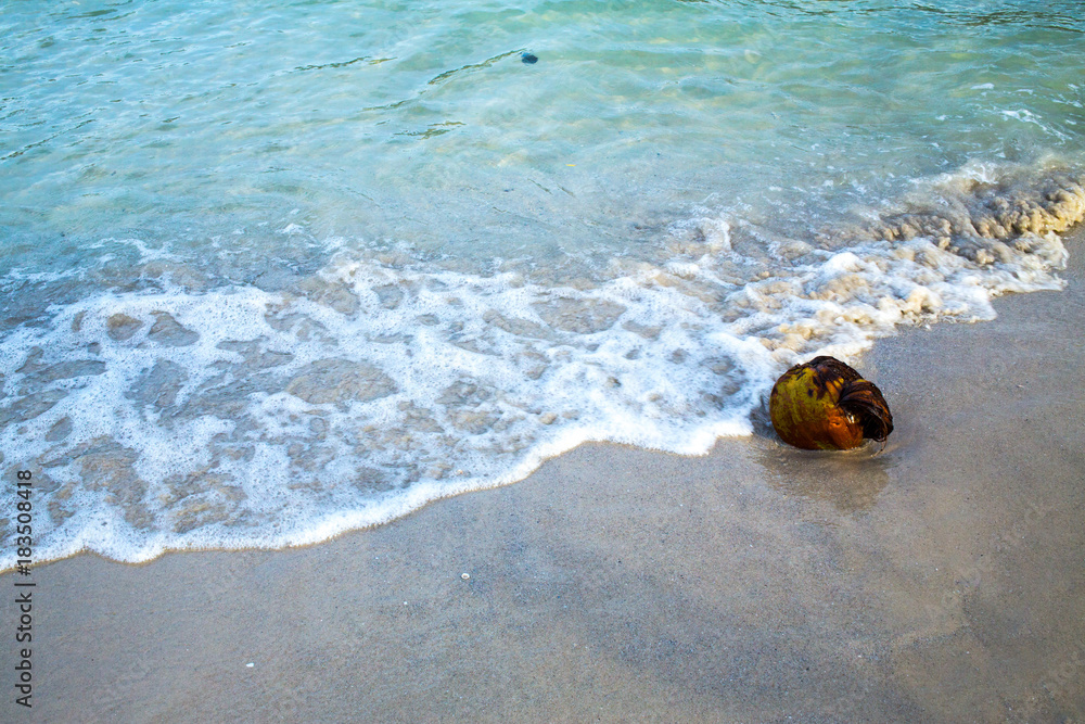 Coconut on sand beach, Gulf of thailand