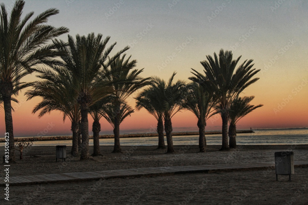 Sunset in an oasis of palm trees on the beach in southern Spain