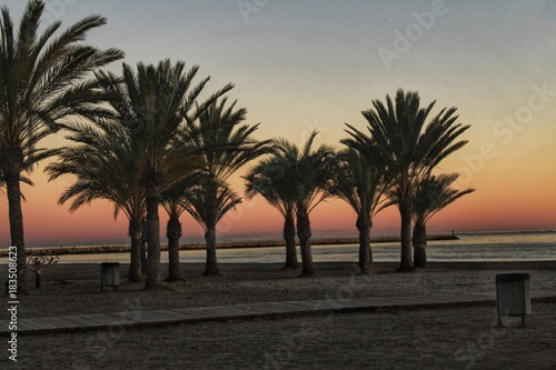 Sunset in an oasis of palm trees on the beach in southern Spain © SoniaBonet