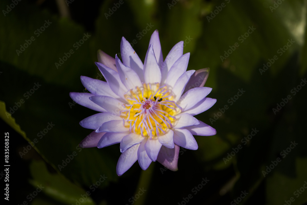 Flower Flower