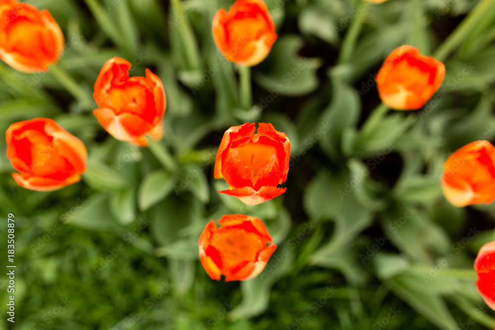 Beautiful red tulips in a park in the nature