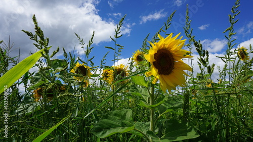 Sonnenblume