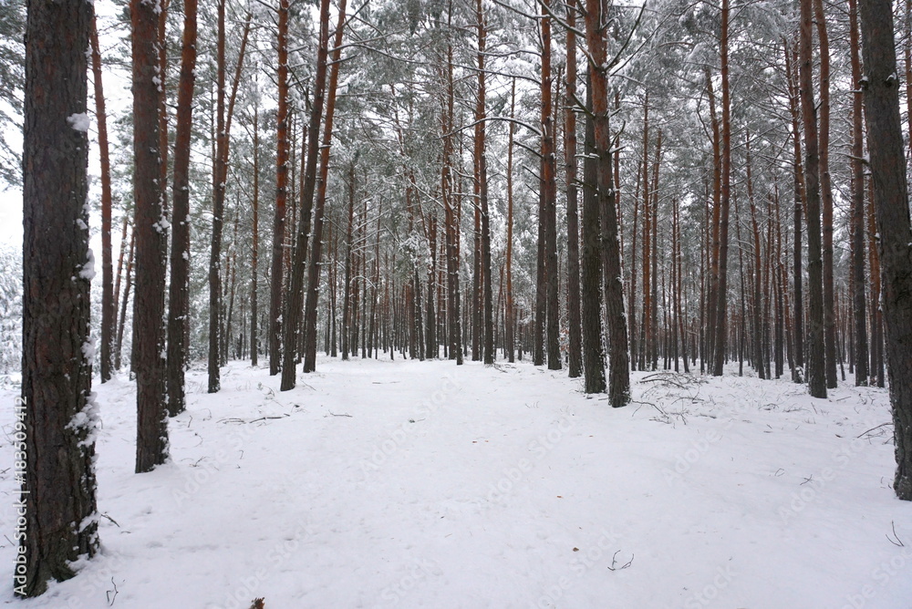 Pine forest covered in snow in winter.