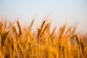yellow ears of wheat at sunset in nature