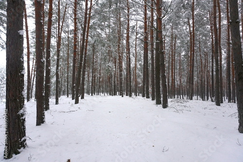 Pine forest covered in snow in winter.