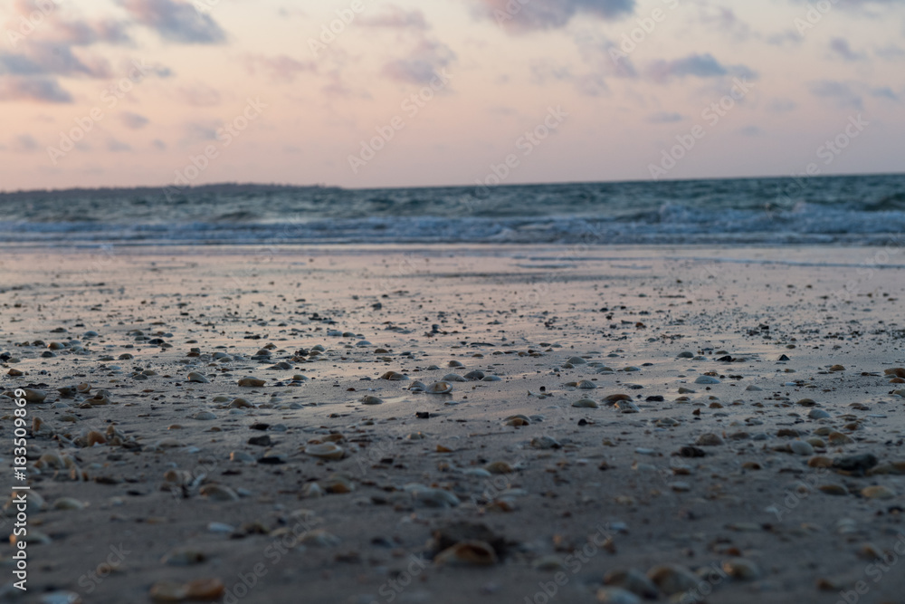 Muscheln am Strand