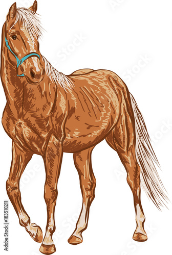A sketch of a young horse, standing calmly and looking into the distance.