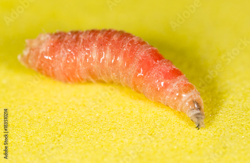 worm of maggots on a yellow background