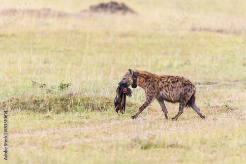 Quadro su tela Hyena walking with a prey and wearing a tracking collar