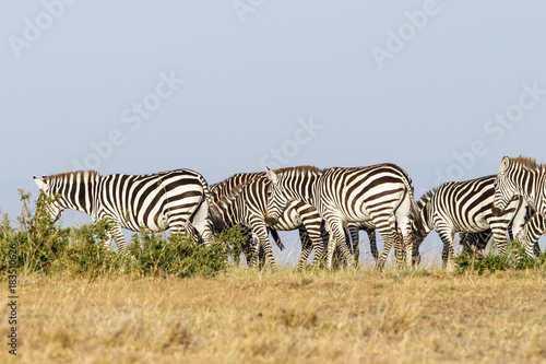 Savanna with wandering flock of Zebras