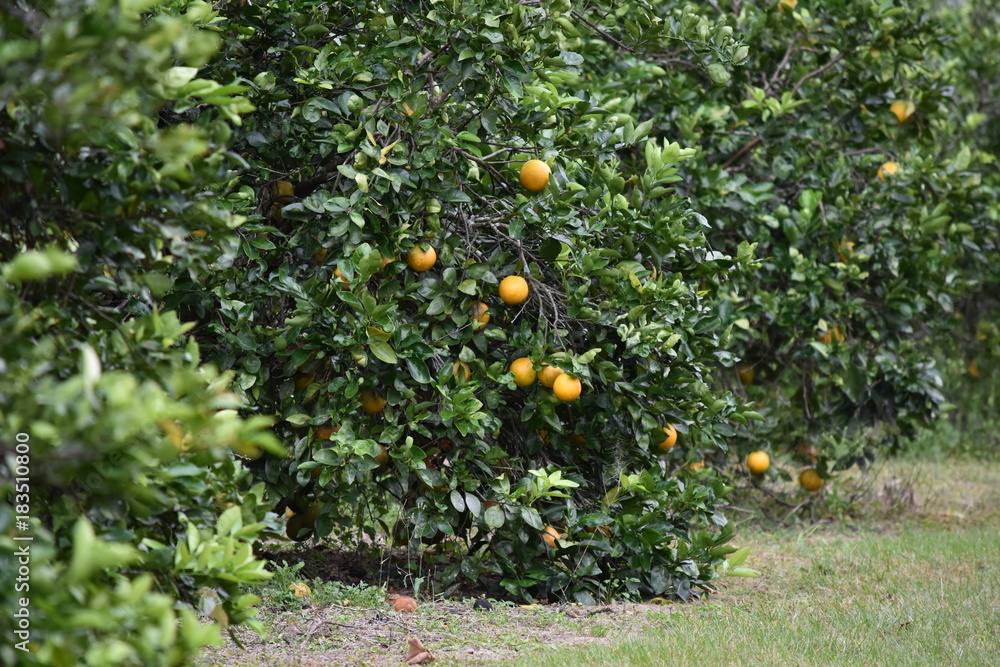 Florida Oranges growing in grove in December Florida Oranges growing in grove in December