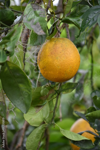 Florida Oranges growing in December
