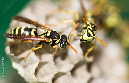A wasp for hives in nature © schankz
