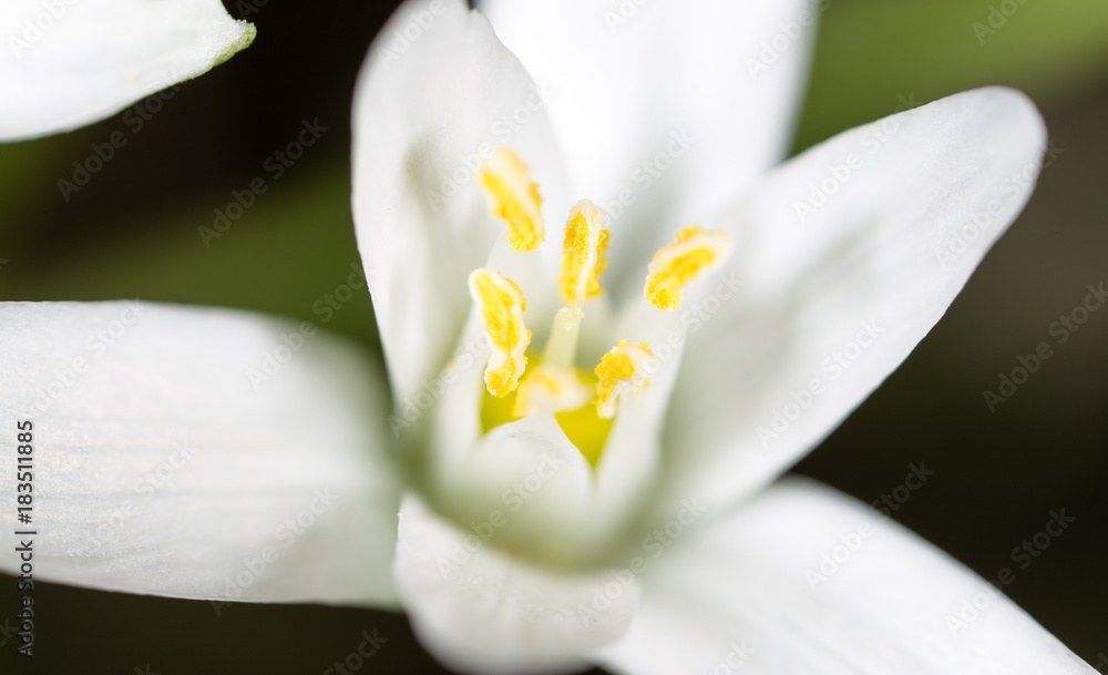 White flower with yellow pollen on nature White flower with yellow pollen on nature
