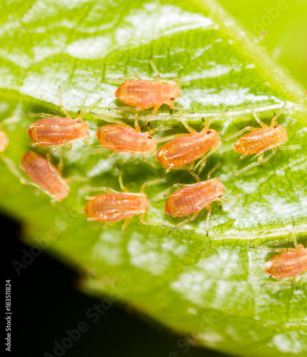 small aphid on a green leaf in the open air © schankz