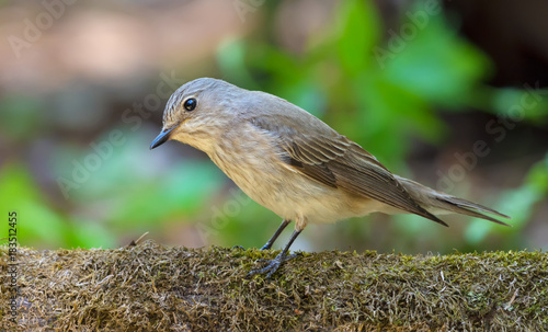 Spotted Flycatcher funny look while perched on a mossy stump in forest