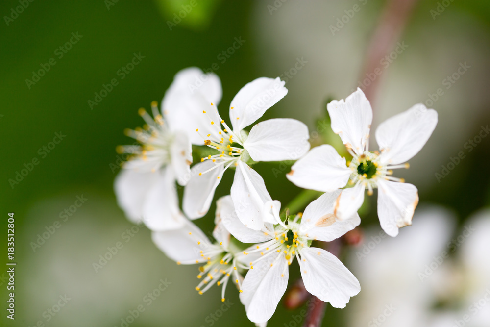 Beautiful flowers on a tree in the nature Beautiful flowers on a tree in the nature