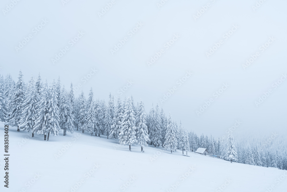 Snowy winter in a mountain forest