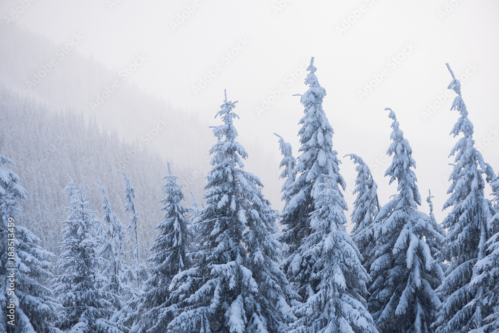 Winter in the fir forest