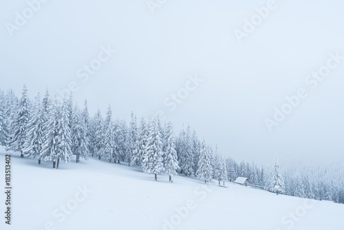 Snowy winter in a mountain forest
