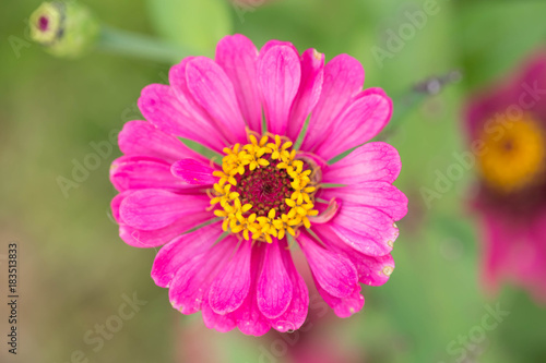 zinnia