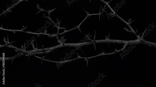 THORNED BRANCH IN ECU DOLLY SHOT, 4K.