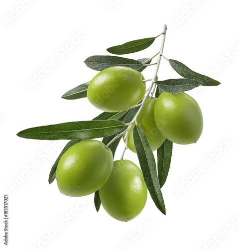 Green olive branch isolated on white background