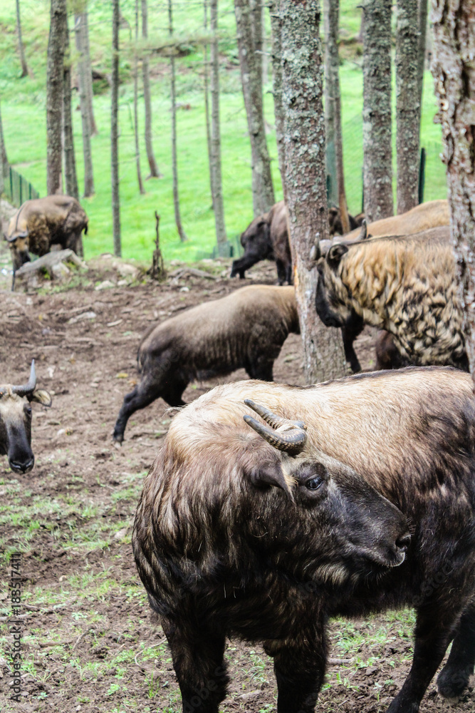 Fototapeta premium Takin, the national animal of Bhutan, in Motithang Mini Zoo.