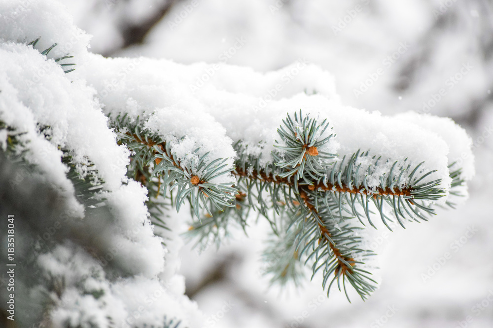 Snow on Pine Branch Closeup