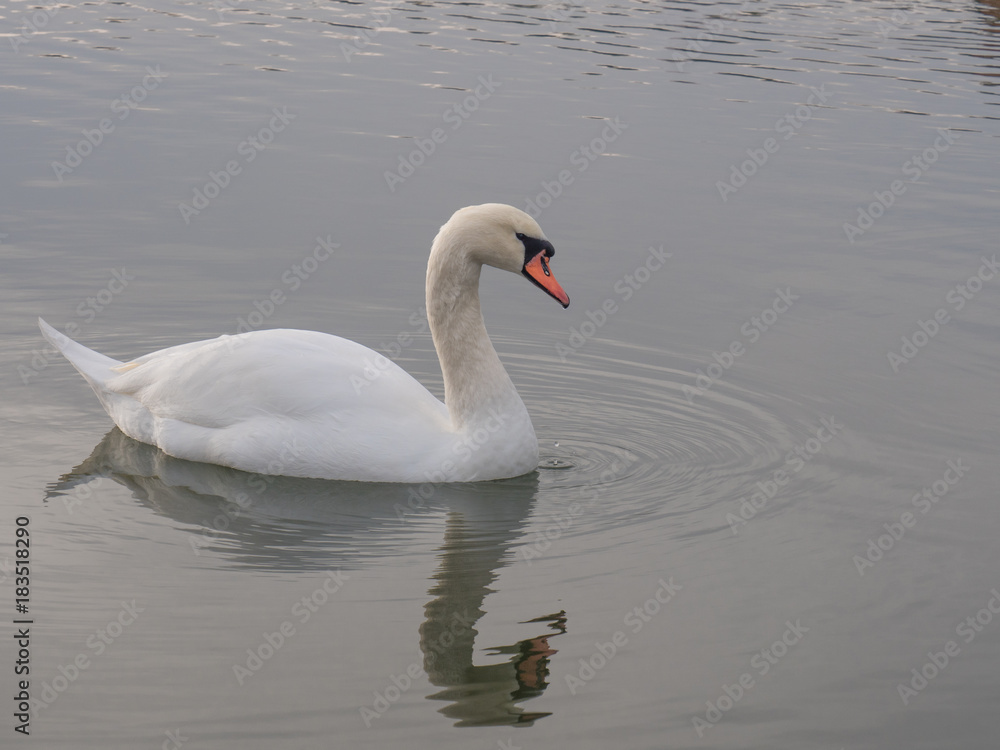 White swan floats on a beautiful lake. White swan floats on a beautiful lake.