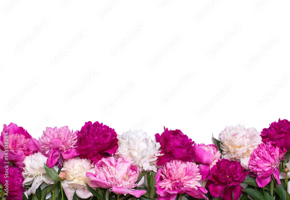 Border of peonies isolated on a white background. Floral design. Pink and purple spring flowers. View from above, flat lay, top view