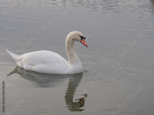 White swan floats on a beautiful lake.