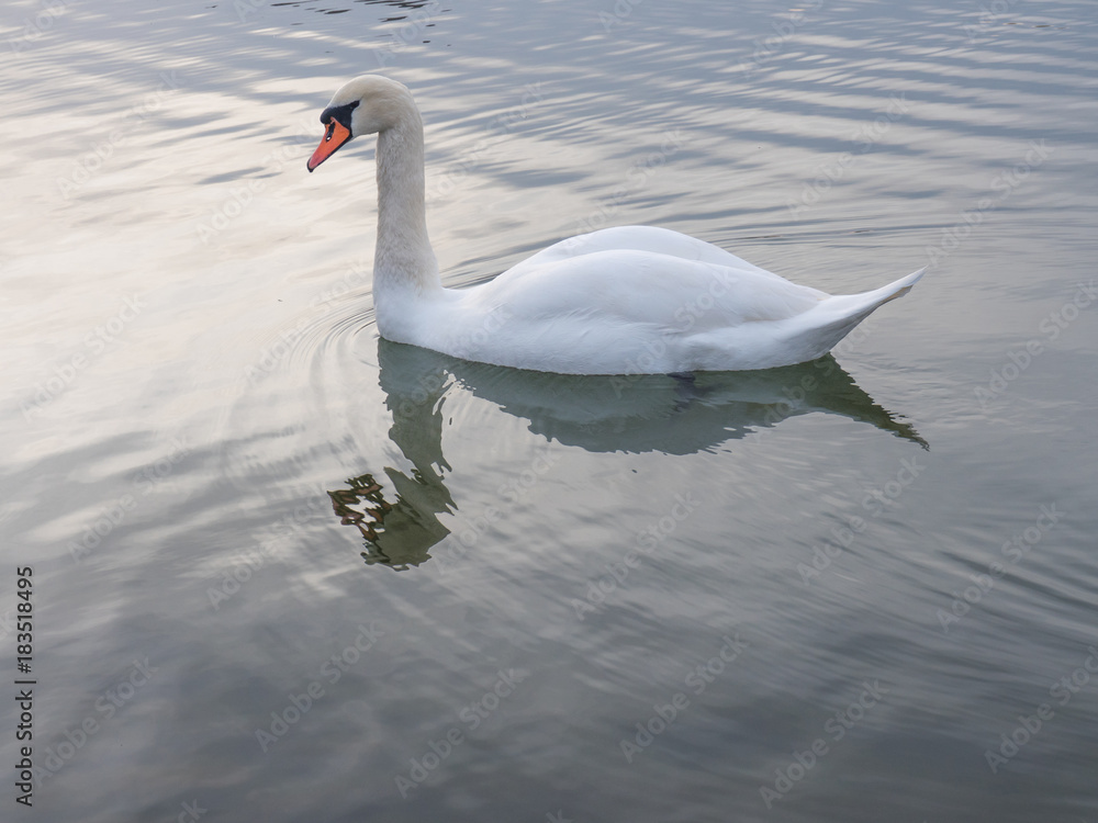 Fototapeta premium White swan floats on a beautiful lake.