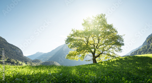 Idyllic landscape in the Alps, tree, grass and mountains, Switzerland