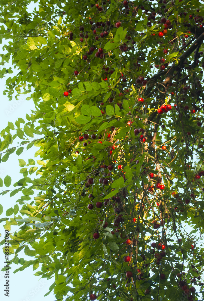 Fototapeta premium Reife Mirabellen im Sommer, Prunus domestica