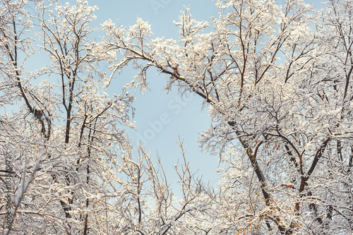 Snow covered bare tree against the sky. Unique nature season background, copy space