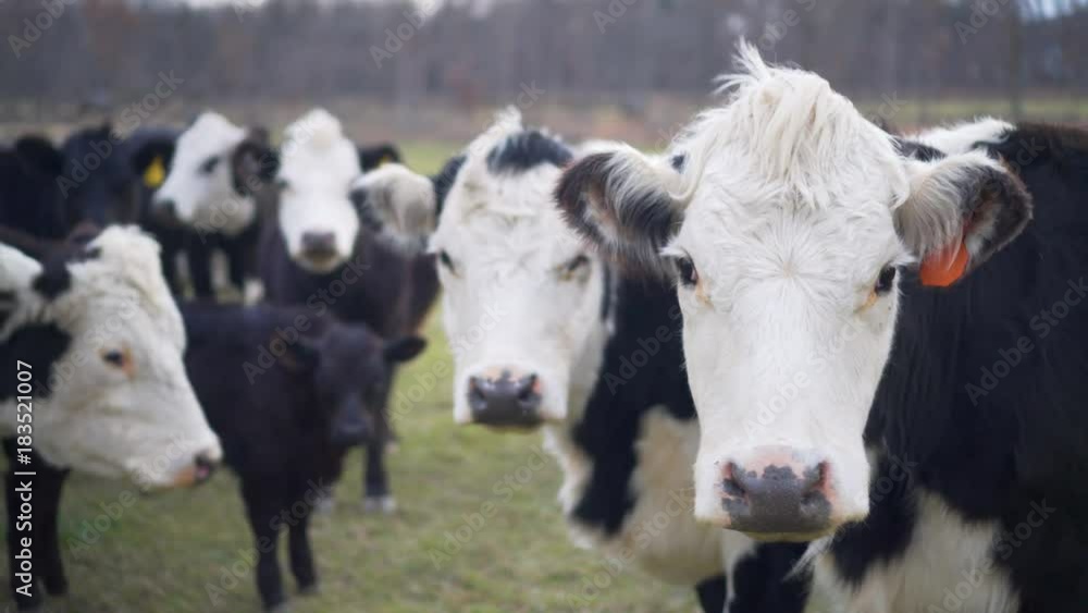 Closeup of black baldy cows looking at camera Closeup of black baldy cows looking at camera