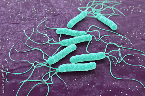 Bacterium, Helicobacter pylori, 3d render photo