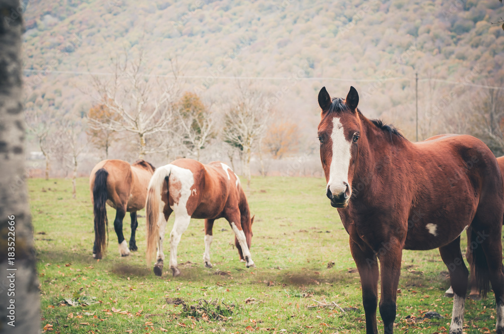 Fototapeta premium cavalli allevati sul lago matese in provincia di caserta