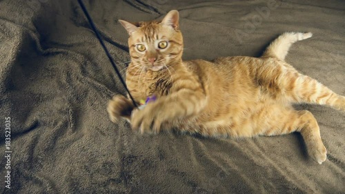 Big cute red cat playing on brown blanket