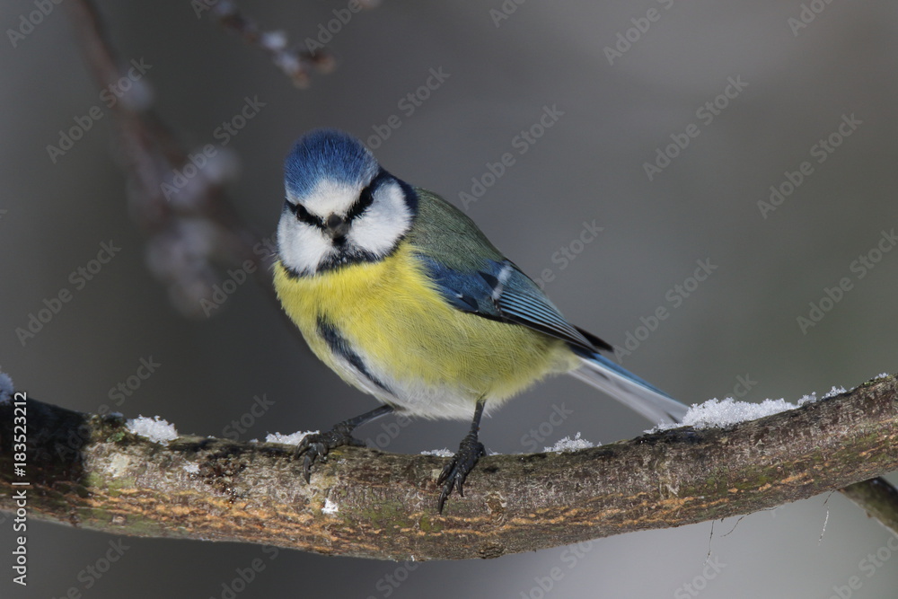 Fototapeta premium wonderful deep gaze of a blue tit!!!