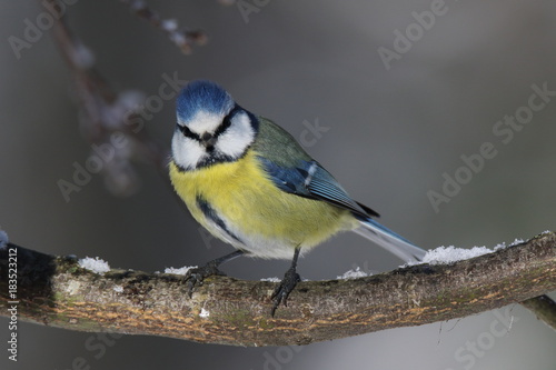 wonderful deep gaze of a blue tit!!!