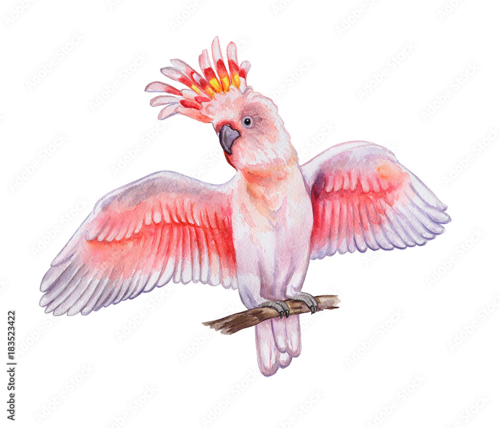 Fototapeta premium Pink cockatoo isolated on white background. Parrot. Watercolor. Illustration. Template. Picture