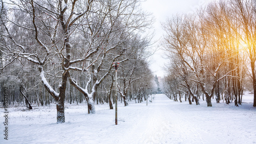 Snow-covered trees in the city park
