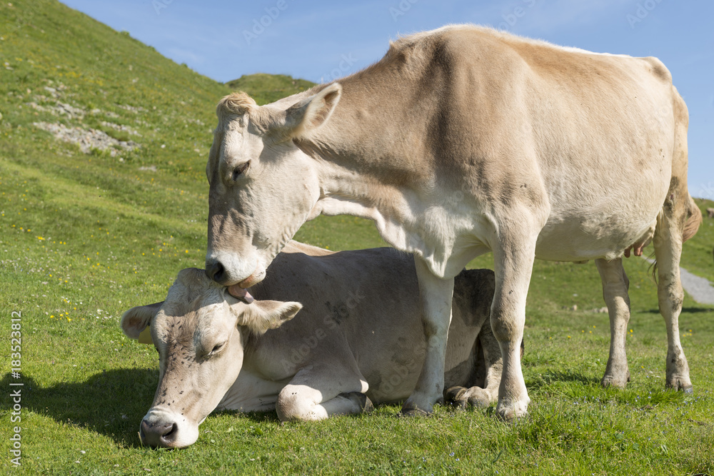 Kühe auf einer Alm beim Diedamskopf, Österreich, Bregenzerwald.